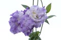 Flower-Lisianthus against 255 white Royalty Free Stock Photo