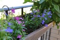 Flower lobelia erinus, edging lobelia, garden lobelia or trailing lobelia, in pot bracket outdoors in garden Royalty Free Stock Photo