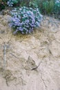 Flower on loess cliff Royalty Free Stock Photo