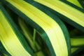 Flower long leaf with yellow and green ,Queen of Dracaenas Royalty Free Stock Photo