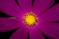 A flower with long purple petals and a yellow core. On a dark background. Macro