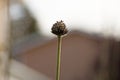 flower with long stem and bud Royalty Free Stock Photo