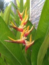 This flower look like is banana flower