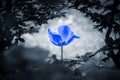 Beautiful blue artificial tulip in black and white nature