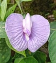 a flower that looks like a woman's genitals