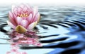 A flower of loto on the water Royalty Free Stock Photo
