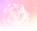 Flower lotus background