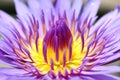 Lotus beautiful, Purple lotus carpel close up flower, Lotus flower close up, Lotus blossom nature Royalty Free Stock Photo