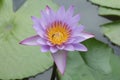 Flower Lotus in Lake