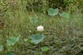 Flower, lotus, nature, summer, green, plant, blossom, asian, meditation, aquatic, teichplanze, peace, floral, zen, petals, bloom,