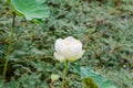 Flower, lotus, nature, summer, green, plant, blossom, asian, meditation, aquatic, teichplanze, peace, floral, zen, petals, bloom,