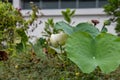 Flower, lotus, nature, summer, green, plant, blossom, asian, meditation, aquatic, teichplanze, peace, floral, zen, petals, bloom,