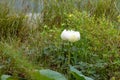 Flower, lotus, nature, summer, green, plant, blossom, asian, meditation, aquatic, teichplanze, peace, floral, zen, petals, bloom,