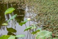 Flower, lotus, nature, summer, green, plant, blossom, asian, meditation, aquatic, teichplanze, peace, floral, zen, petals, bloom,