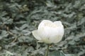 Flower, lotus, nature, summer, green, plant, blossom, asian, meditation, aquatic, teichplanze, peace, floral, zen, petals, bloom,