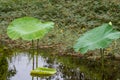 Flower, lotus, nature, summer, green, plant, blossom, asian, meditation, aquatic, teichplanze, peace, floral, zen, petals, bloom,