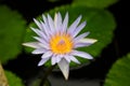 Flower, lotus, smell, delicious, Thailand, Koh Samui