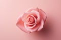 Flower love bloom floral background romantic flora nature romance rose beauty blossom pink