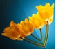 Flower love card made of beautiful yellow tulips Royalty Free Stock Photo