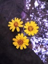 Flower love Water. Grass flower yellow colour.