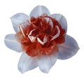 Flower lred narcissus on a white isolated background with clipping path no shadows. Closeup For design. Royalty Free Stock Photo