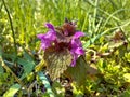flower of lungwort in spring in the garden Royalty Free Stock Photo