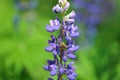 Flower Lupin and bee, collecting nectar. Royalty Free Stock Photo