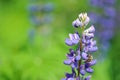 Flower Lupin and bee, collecting nectar. Royalty Free Stock Photo