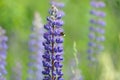 Flower Lupin and bee, collecting nectar. Royalty Free Stock Photo