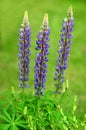 Flower Lupinus polyphyllus Royalty Free Stock Photo