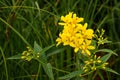 Flower Lysimachia vulgaris, yellow loosestrife among green grass