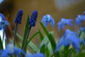 Flower macro macrophotography purple blue closeup