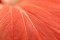 Flower macro photo. Close-up texture of a red flower petal.