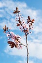 Red flower blue sky Royalty Free Stock Photo