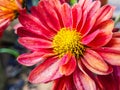 Flower macro photography yellow closeup clarity flower