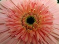 Pink daisy flower macro Royalty Free Stock Photo