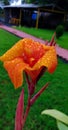 Flower of Macro with rain water drops Royalty Free Stock Photo