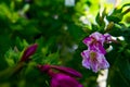 Flower macro violet petal plant