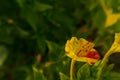 Flower macro violet petal plant