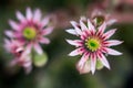 Flower macro young growth SempervÃÂ­vum purification succulent gentle summer flowering close-up