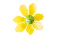 Flower made of a green easter egg and yellow tulip blossom Royalty Free Stock Photo