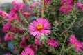 A flower of magenta colored Michaelmas daisies in October Royalty Free Stock Photo