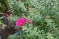 A flower of magenta colored Michaelmas daisies Royalty Free Stock Photo