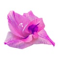 Flower magenta purple red gladiolus isolated on white background with clipping path. Flower bud close up. Royalty Free Stock Photo