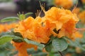 Flower of the magnificent orange rhododendron