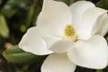 Flower of the Magnolia grandiflora, petals closeup
