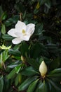 Flower of the Magnolia grandiflora, petals closeup