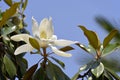 Flower of Magnolia grandiflora Royalty Free Stock Photo