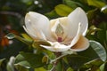 Flower of Magnolia grandiflora Royalty Free Stock Photo