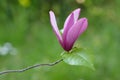 Flower of magnolia